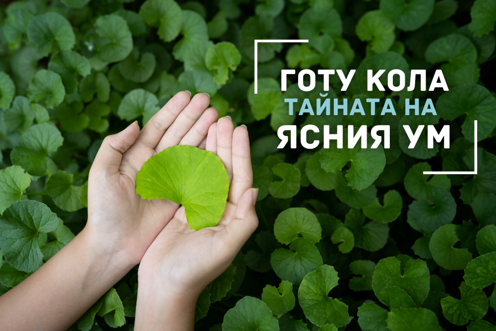 Готу Кола – Тайната на Ясния Ум и Повишената Памет