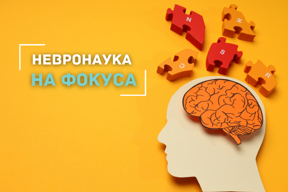 Невронаука на фокуса: Как мозъкът ни решава какво да запомни и как да се справи със стреса