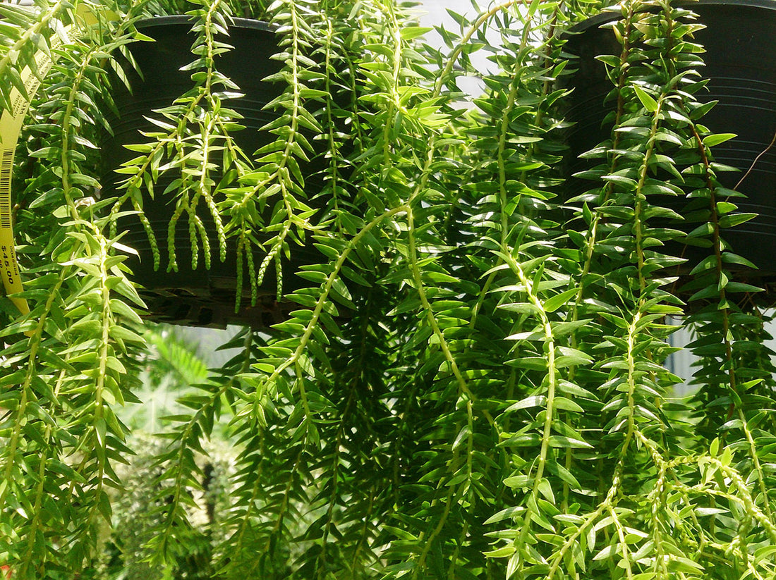 Хуперизин А