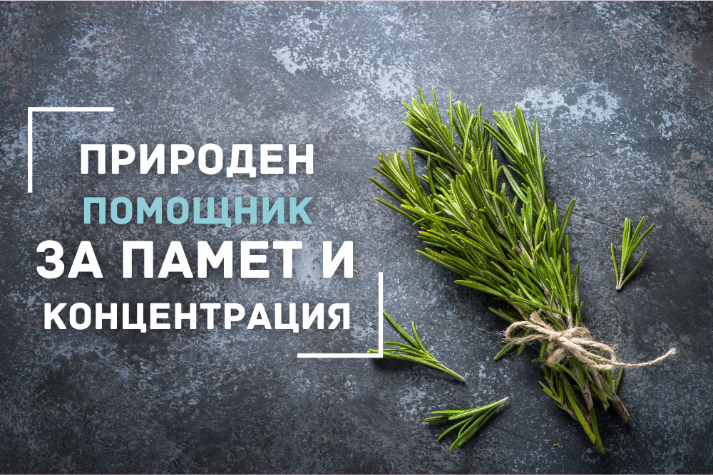 Розмарин – Природен съюзник за по-добра памет и концентрация