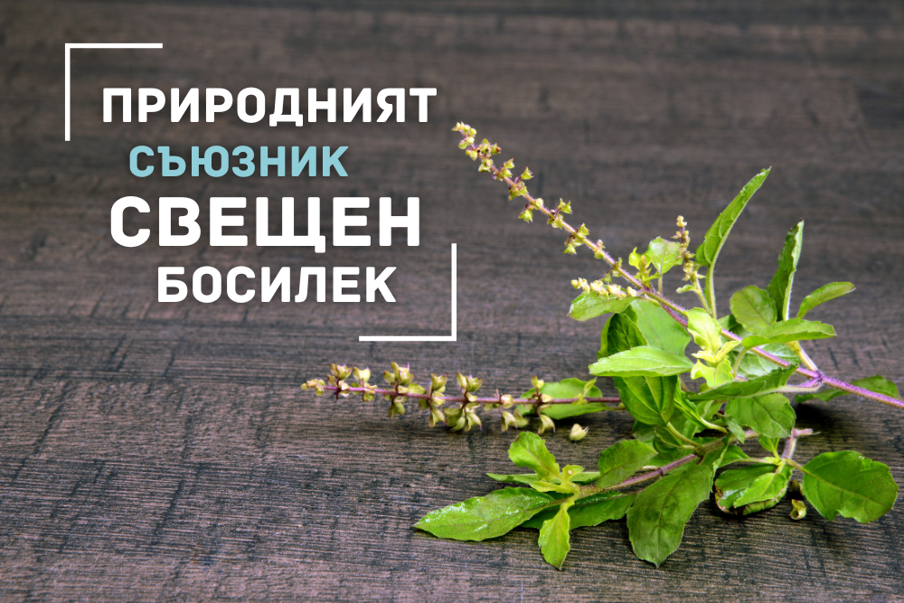 Тулси (Свещен босилек):Тайните на неговите ползи